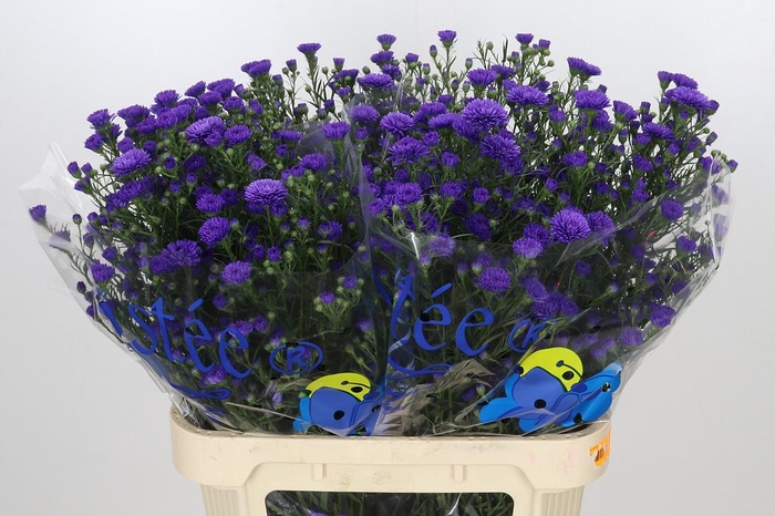 <h4>Aster Astee Dark Milka</h4>