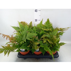 Dryopteris erythrosora