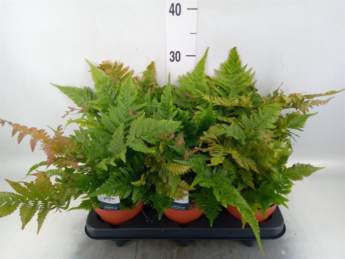 <h4>Dryopteris erythrosora</h4>