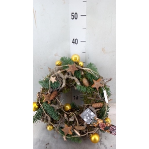 Planten  ..in schaal H%