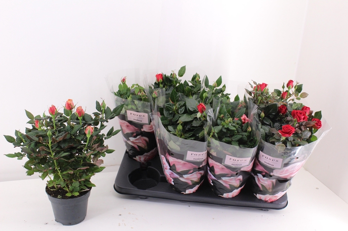 <h4>RO PATHIT GEM 4 SRT</h4>