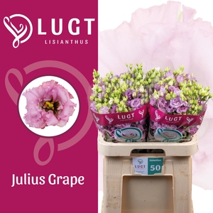 EUS G JULIUS GRAPE