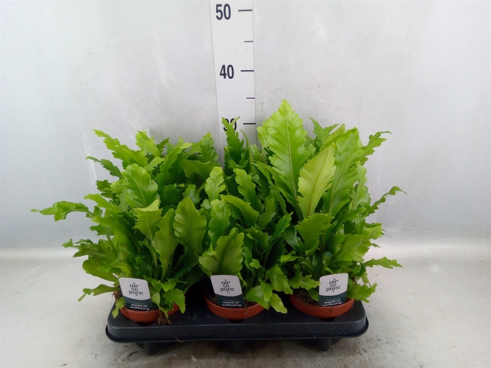 <h4>Asplenium nidus 'Campio'</h4>