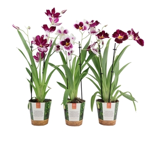 Inca Miltoniopsis Magenta 2 spike in Jungle cover