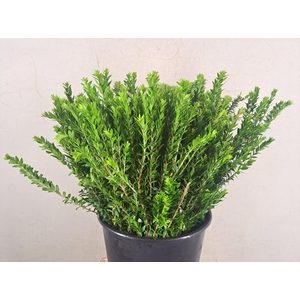 MYRTUS TARANTINO 250GR