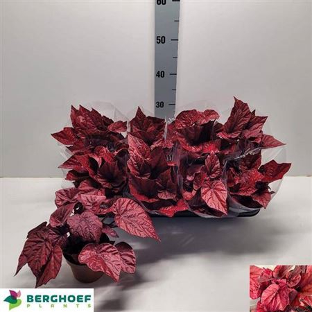 <h4>Beg Bel Inca Flame</h4>