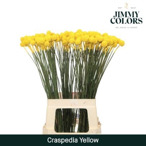 Craspedia L70 Yellow