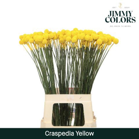 <h4>Craspedia L70 Yellow</h4>