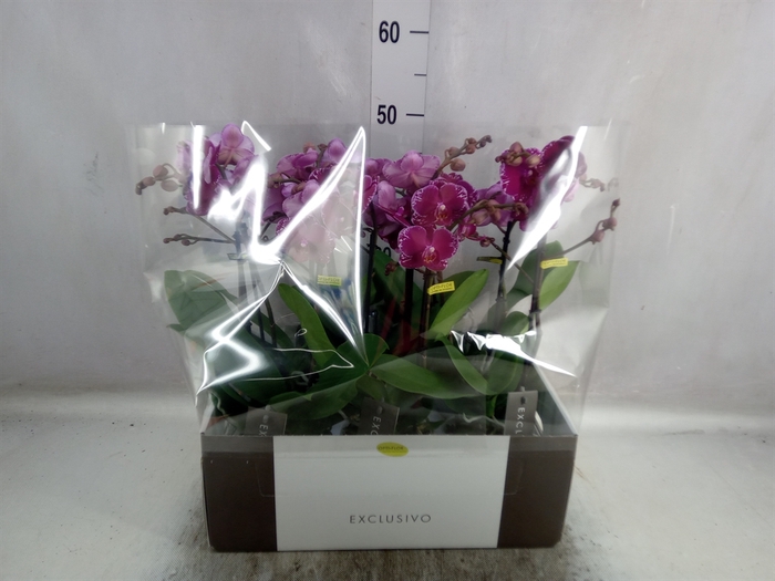 <h4>Phalaenopsis multi.   ...lilac</h4>