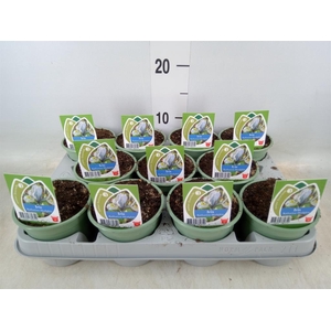 Iris  'Katharine Hodgkin'