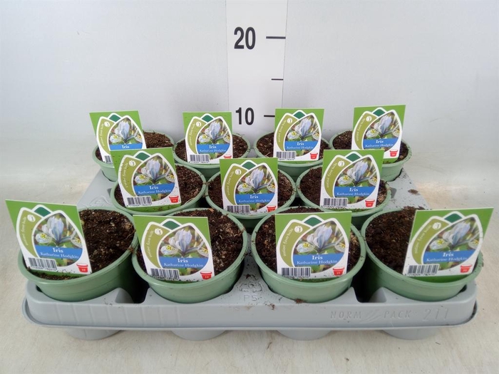<h4>Iris 'Katharine Hodgkin'</h4>
