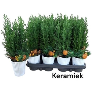 Chamaecyparis laws. Ellwoodii