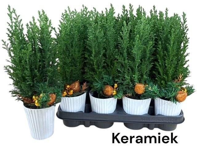 <h4>Chamaecyparis laws. Ellwoodii</h4>