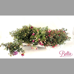 FUCHSIA B F GEM