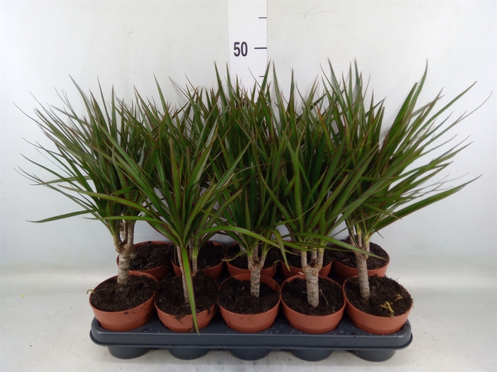 <h4>Dracaena marg.</h4>