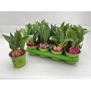 arr8 Tul Gem 4 Kleuren