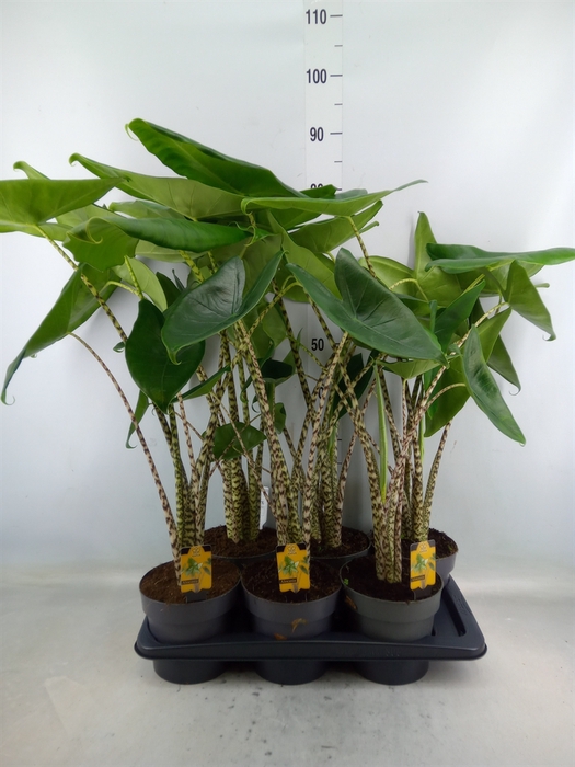 <h4>Alocasia zebrina</h4>