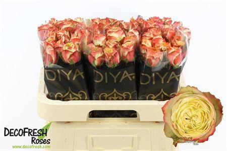 <h4>R Gr Adventure</h4>