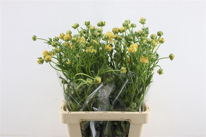 <h4>Ran. Moderna Miele</h4>