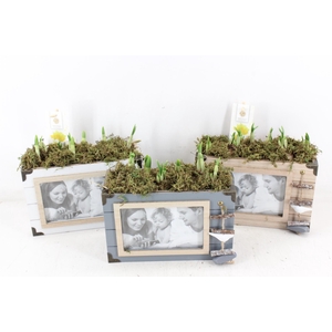 arr4 Narcis FL - Foto lijst mix