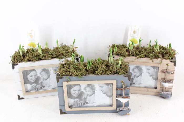 <h4>arr4 Narcis FL - Foto lijst mix</h4>