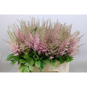 Astilbe Erika