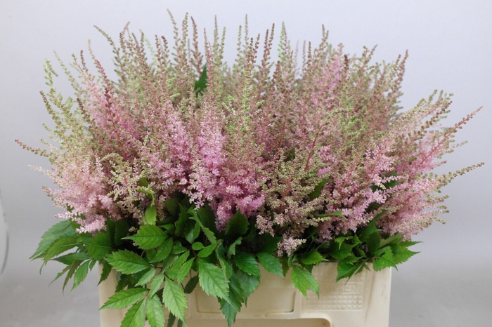 Astilbe Erika