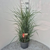 Panicum virgatum