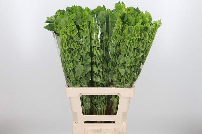 <h4>Moluccella Overig</h4>