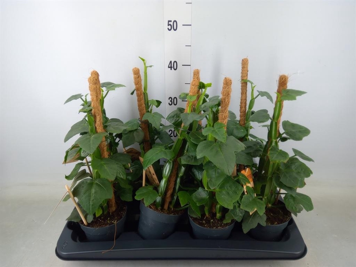 <h4>Cissus   ...</h4>