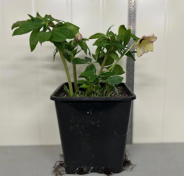 <h4>HELL ORIENTALIS</h4>