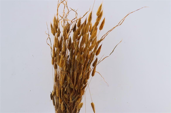 Dried Lagurus X5 Bl Yellow Bunch