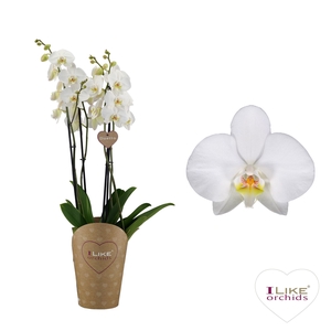 Phalaenopsis  'Ant Leeds'