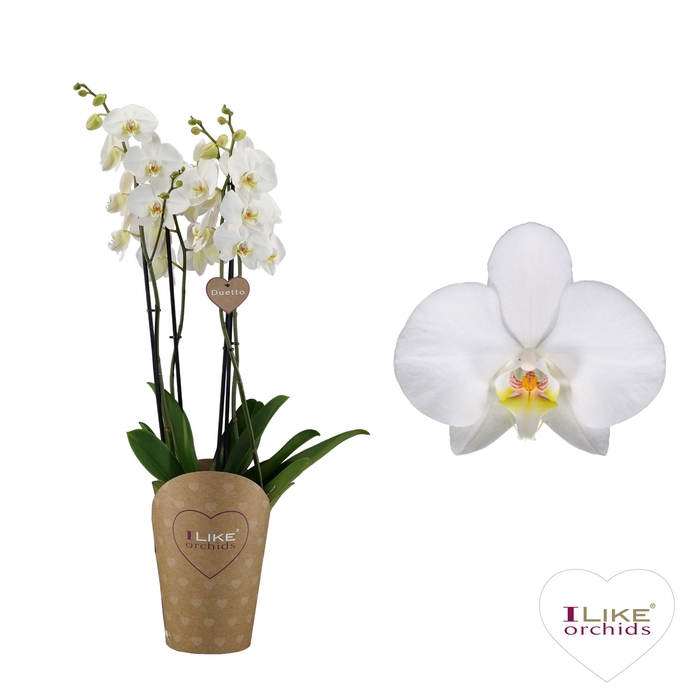 <h4>Phalaenopsis  'Ant Leeds'</h4>