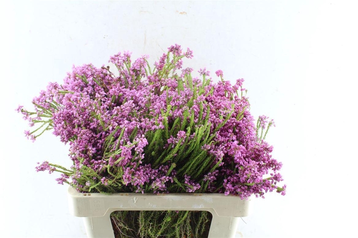 <h4>Kaaps Erica Cubica</h4>