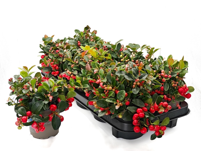 <h4>GAULTH PR BIG BERRY</h4>