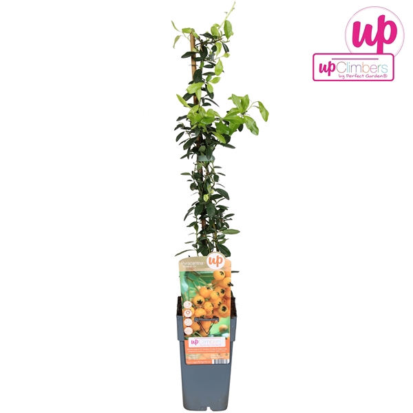 <h4>Pyracantha Soleil dOr P15</h4>