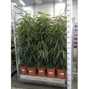 Ficus binn. 'Alii'