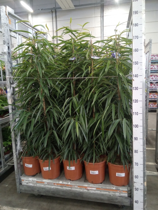 <h4>Ficus binn. 'Alii'</h4>