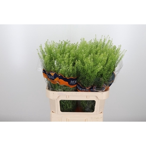 Lepidium Green Bell