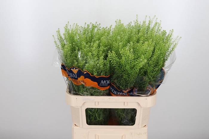 <h4>Lepidium Green Bell</h4>