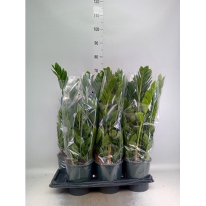 Zamioculcas zamiifolia