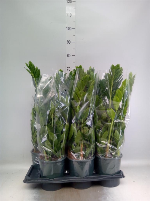 <h4>Zamioculcas zamiifolia</h4>