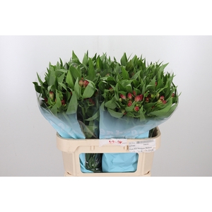 Alstroemeria Rome 95 Gram