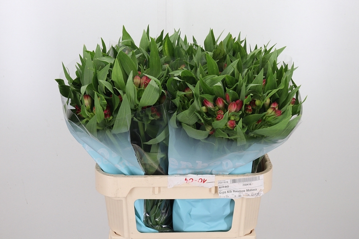 <h4>Alstroemeria Rome 95 Gram</h4>