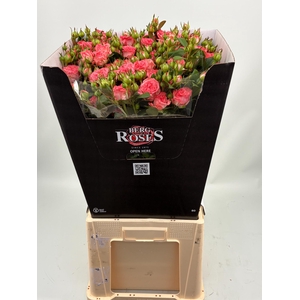 R TR FIRST DATE 80 cm