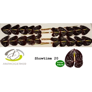 Anthurium Showtime