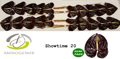 <h4>Anthurium Showtime</h4>