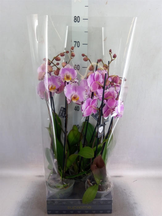 <h4>Phalaenopsis  'FC Art Nouveau'</h4>