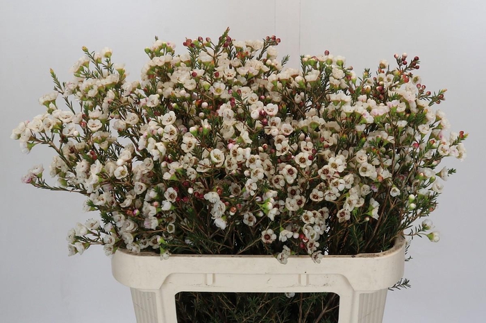 <h4>Chamelaucium Moonlight Delight</h4>